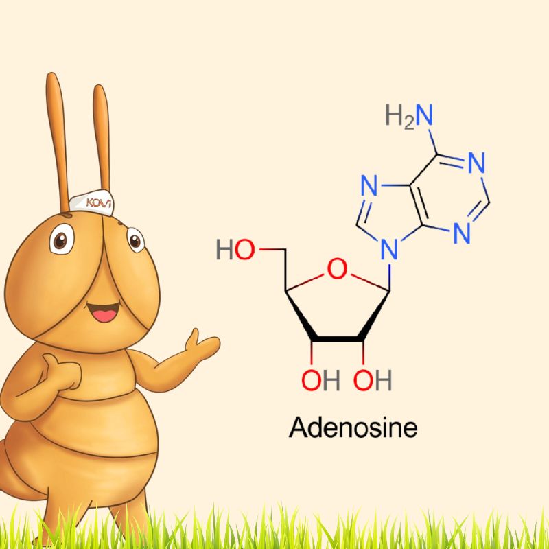 [Adenosine trong đông trùng hạ thảo